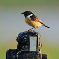 Birdpix fotoboek 7