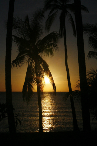 zonsopgang foto palmboom zee
