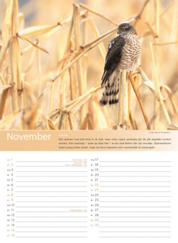 Birdpix kalender 2014 november