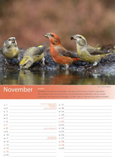 Birdpix kalender 2015 november