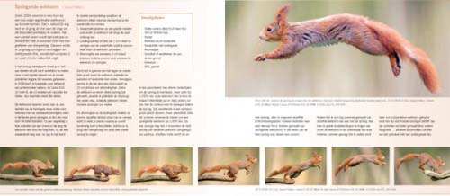 Praktijkboek wildlife fotografie - eekhoorn