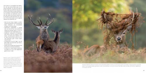 Praktijkboek wildlife fotografie - edelhert